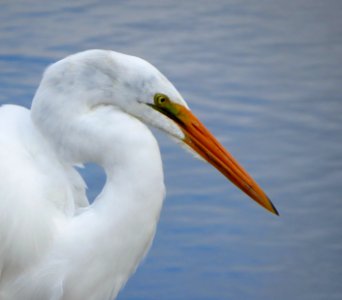 Great Egret photo