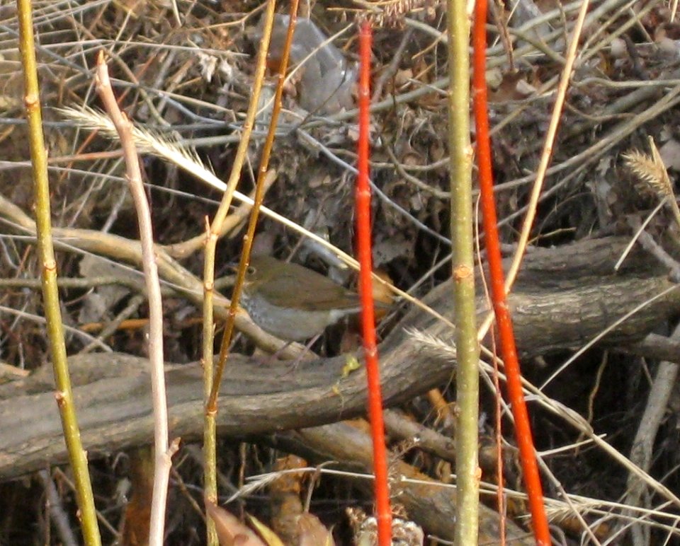 IMG 0300 c Swainson's Thrush  Kankakee Co IL 11-26-12