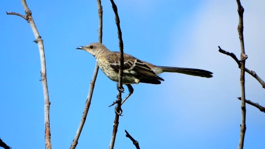 Northern Mockingbird Juvenile photo