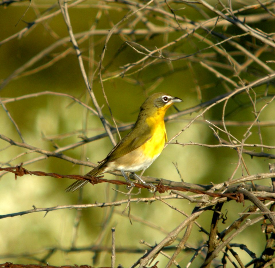 DSCN9193 c Yellow-breasted Chat Will Co IL 9-17-11