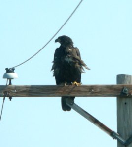 DSCN7850 c Bald Eagle Grundy Co IL 6-30-11