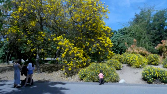 Arboretum & Botantical Gardens in Arcadia, CA