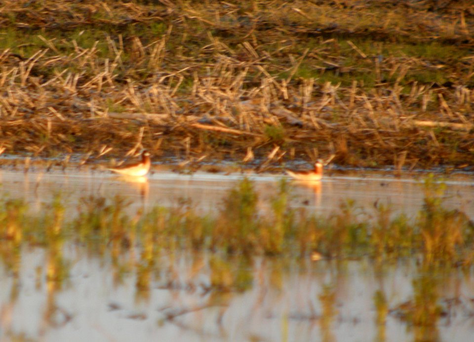 DSCN6797 c Wilson's Phalarope (F) Newton Co IN 5-4-11