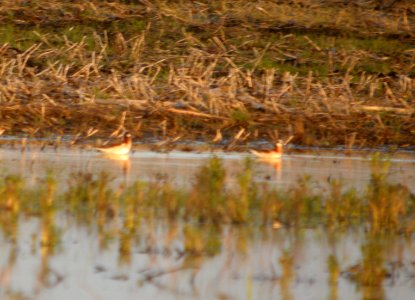 DSCN6797 c Wilson's Phalarope (F) Newton Co IN 5-4-11 photo