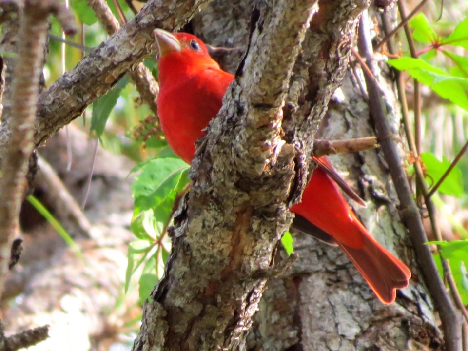 Summer Tanager