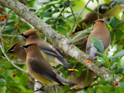 Cedar Waxwings