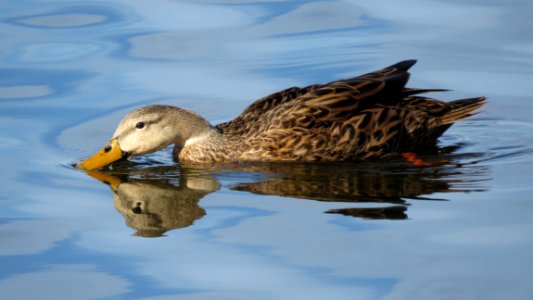 Mottled Duck photo
