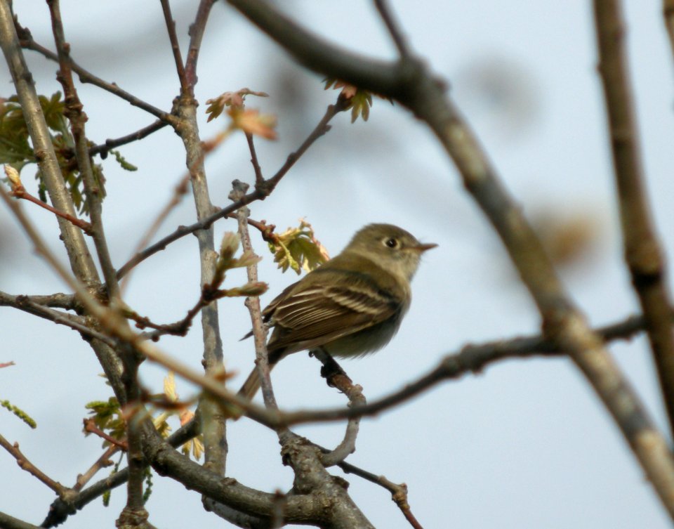 DSCN8100 c Least Flycatcher  Kankakee Co IL 5-2-13