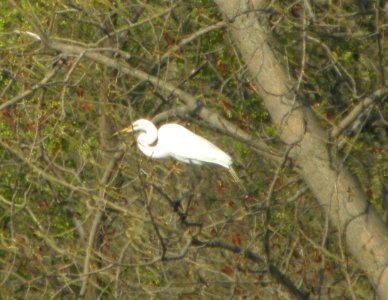 DSCN1990 c Great Egret Will Co IL 3-22-12