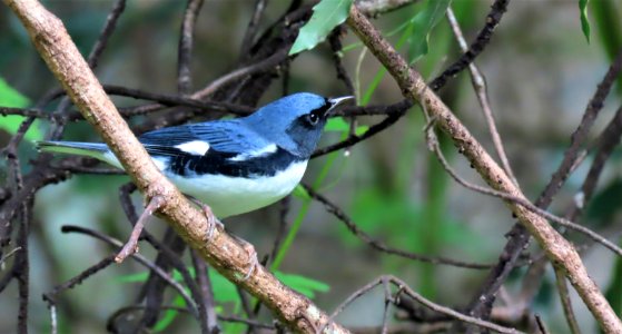 Black-throated Blue Warbler photo