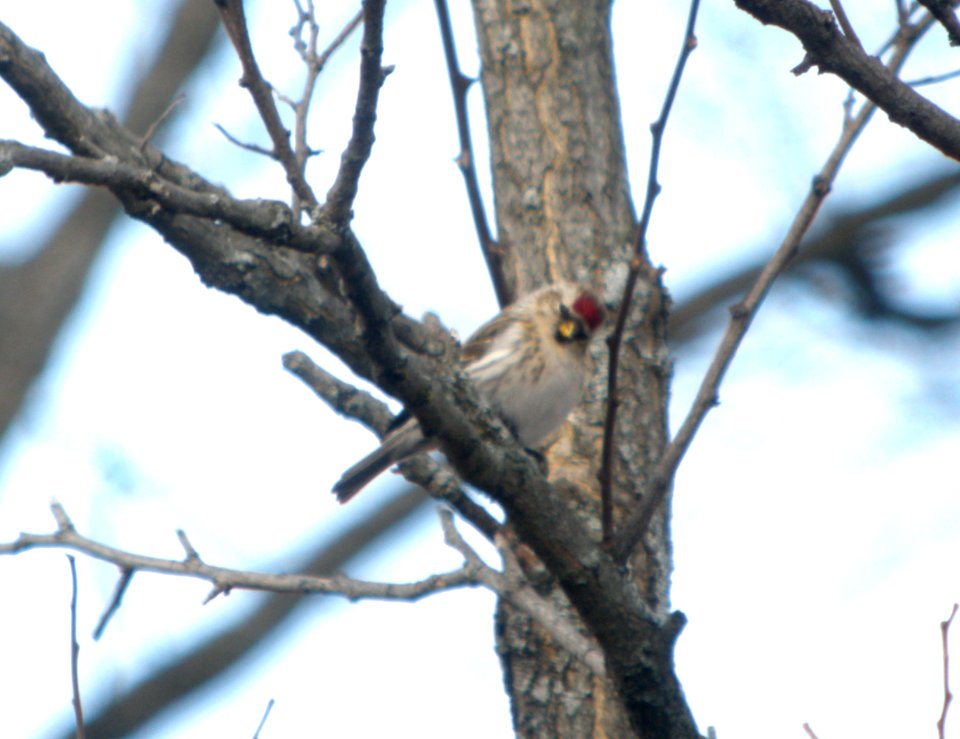 DSCN1521 c Common Redpoll  Newton Co IN 3-5-12