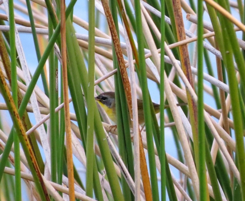 Common Yellowthroat