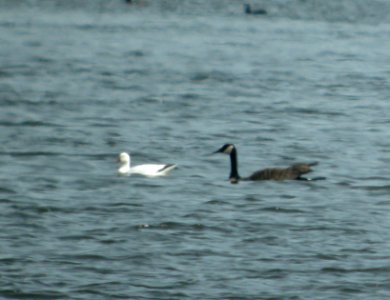 DSCN2184 c Ross's Goose  Newton Co IN 3-29-12