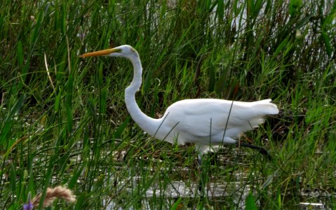 Great Egret