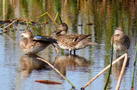 Teal Blue-winged and Green-winged