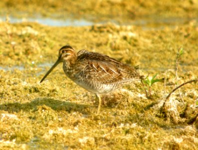 DSCN8117 c Wilson's Snipe  Newton Co IN 7-19-11