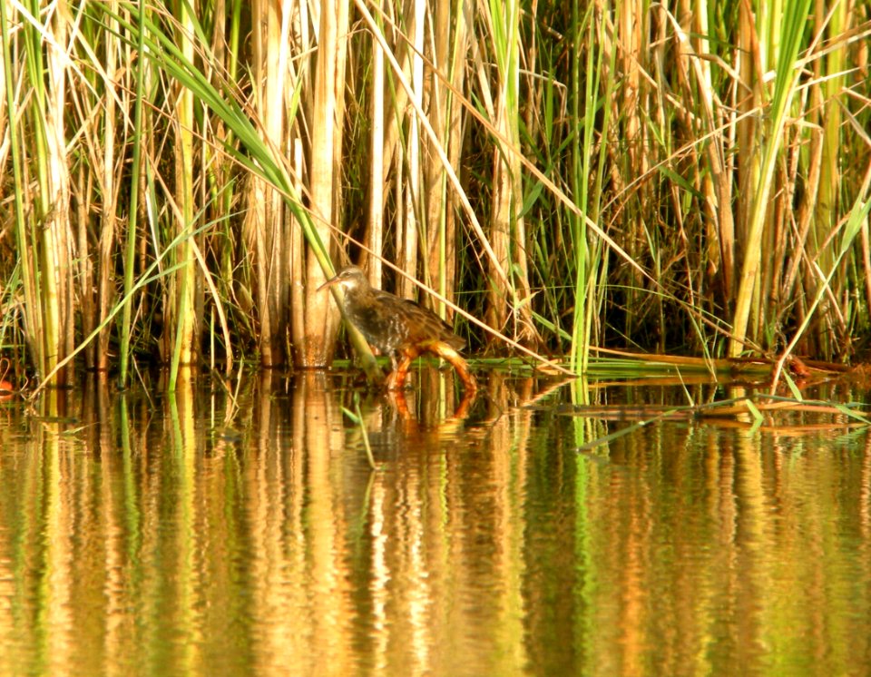 DSCN8064 c Virginia Rail (Juv) Newton Co IN 7-19-11 photo