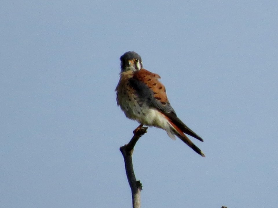 American Kestrel