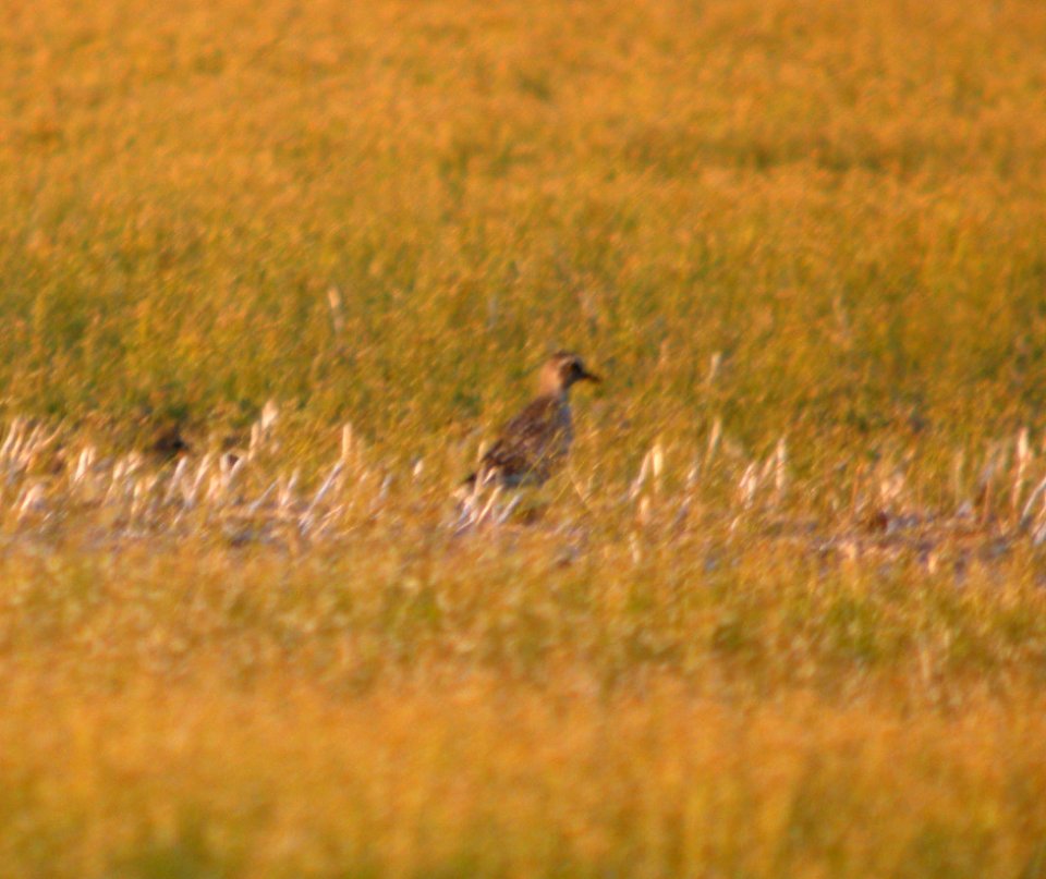 DSCN6812 c Black-bellied Plover Newton Co IN 5-4-11