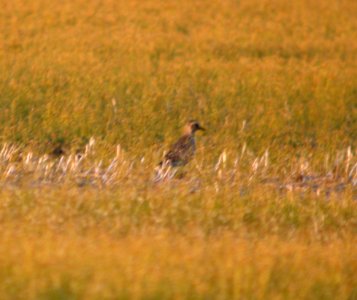DSCN6812 c Black-bellied Plover Newton Co IN 5-4-11