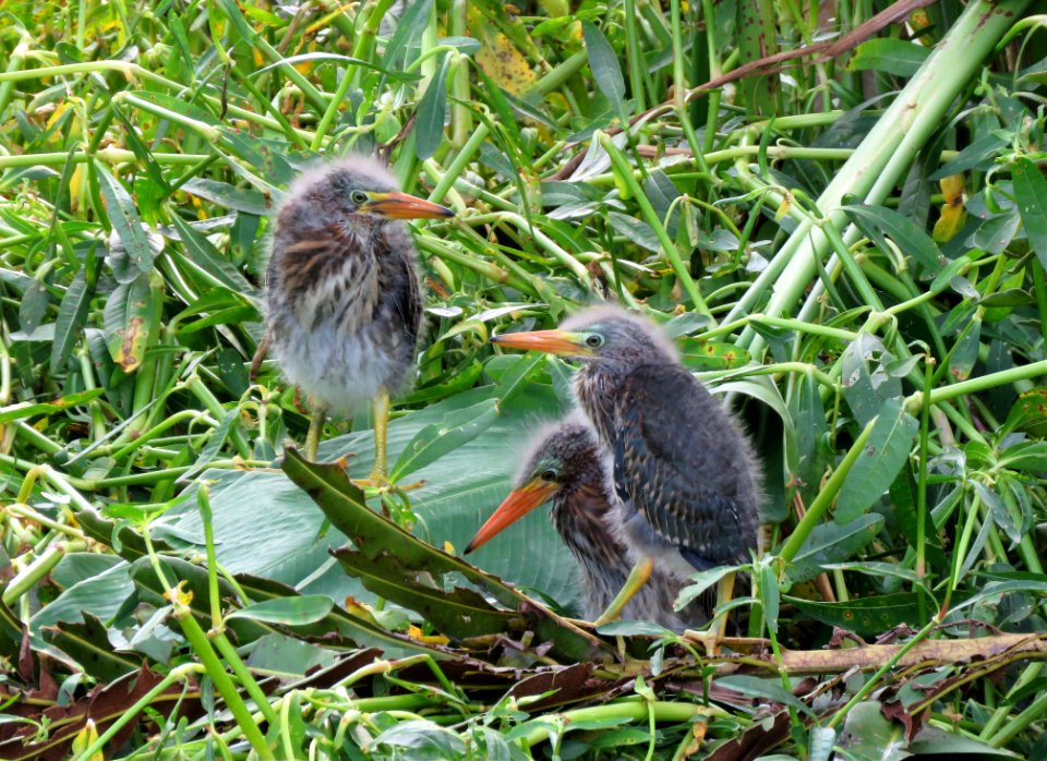 Juvenile Green Herons