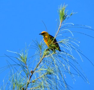 Sot-breasted Oriole