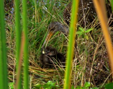 Limpkin family