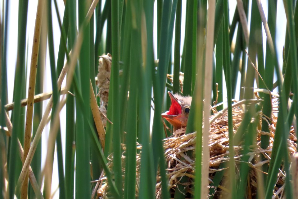Baby Boat-tailed Grackle
