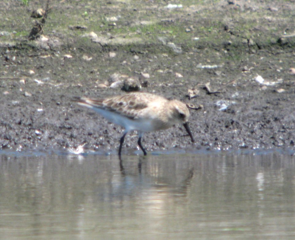 IMG 2458 c Baird's Sandpiper  Kankakee Co IL 8-13-09