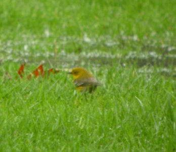 DSCN7477 c Pine Warbler  Kankakee Co IL 4-18-13