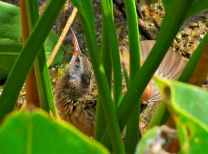 Virginia Rail