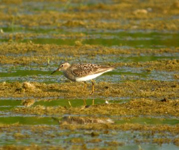 DSCN8091 c Pectoral Sandpiper  Newton Co IN 7-19-11