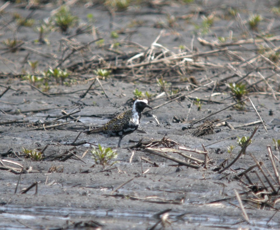 DSCN7861 c American Golden-Plover  Kankakee Co IL 4-29-13