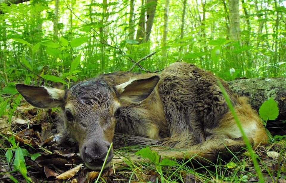 Wildlife nature baby