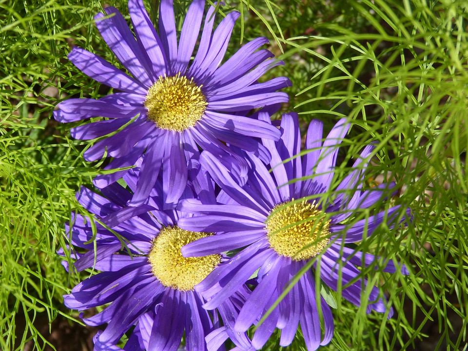 Yellow lilac daisy photo