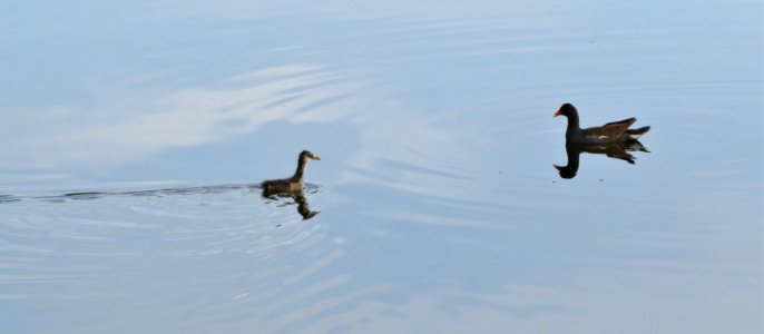 Common Gallinule....Moorhens!