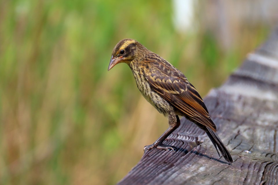 Red-winged Blackbird