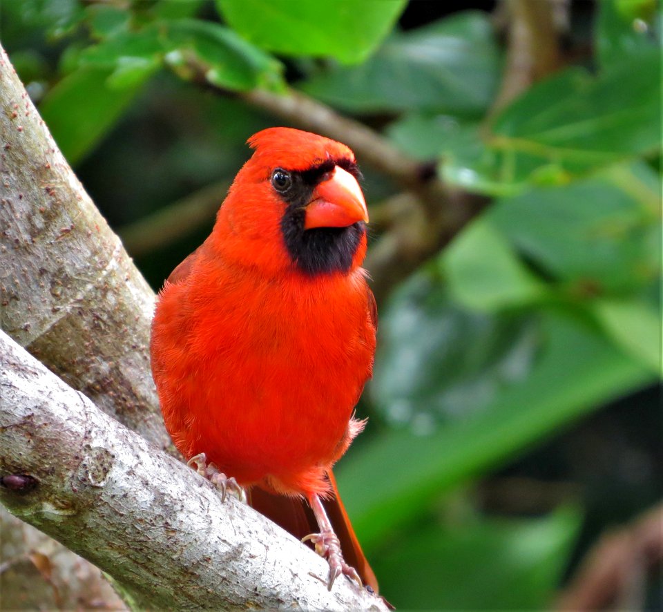 Northern Cardinal