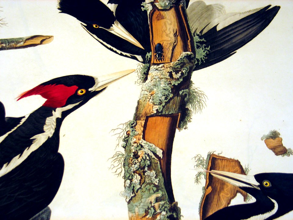 Ivory-billed Woodpecker