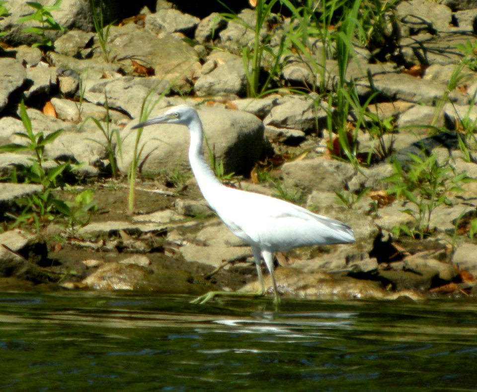 DSCN4691 c Little Blue Heron  Kankakee Co IL 8-6-12