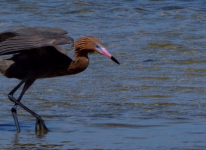 Reddish Egret