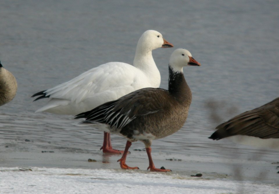 DSCN6702 c Snow Goose  Newton Co IN 01-08-13
