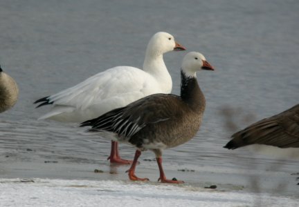 DSCN6702 c Snow Goose  Newton Co IN 01-08-13