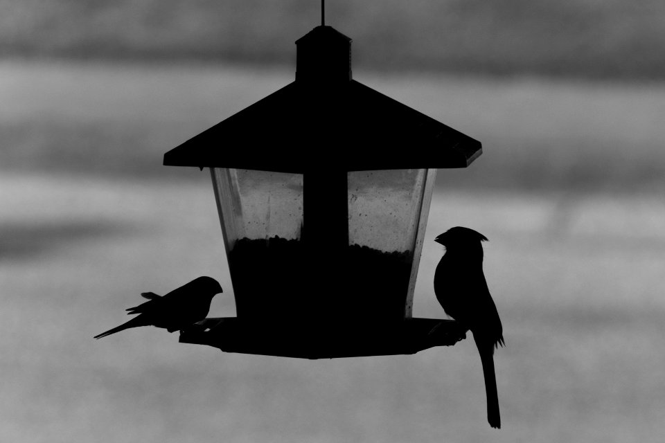 Day 121 - "Birds are magical. Their flight alone can arouse a clever thought.” - Michael Bassey Johnson