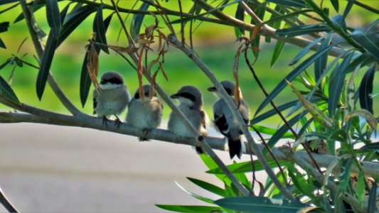 Four fledgling Loggerhead Shrike