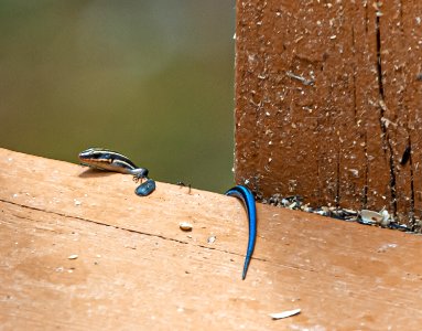 Day 123 - Blue-tailed Skink photo