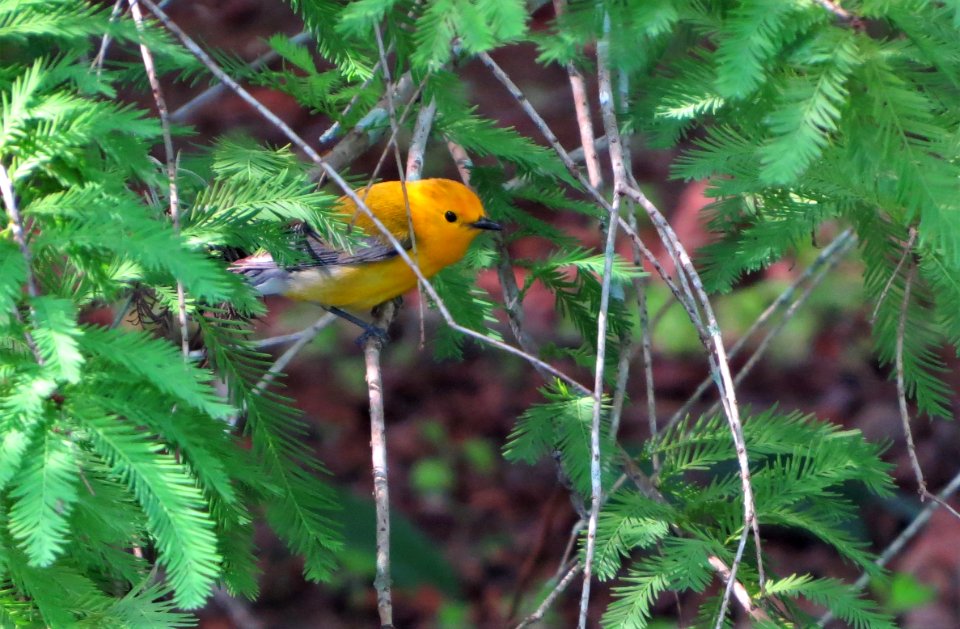 Prothonotary Warbler
