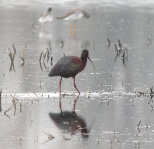DSCN7827 c White-faced Ibis  Newton Co IN 4-28-13