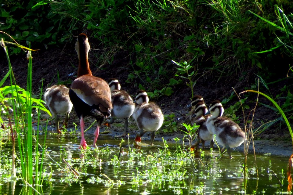 Black-bellied Whistling Ducks
