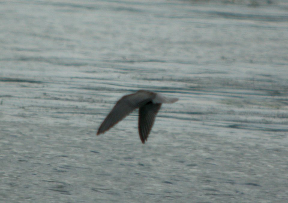 DSCN9125 c Black Tern Newton Co IN 9-5-11